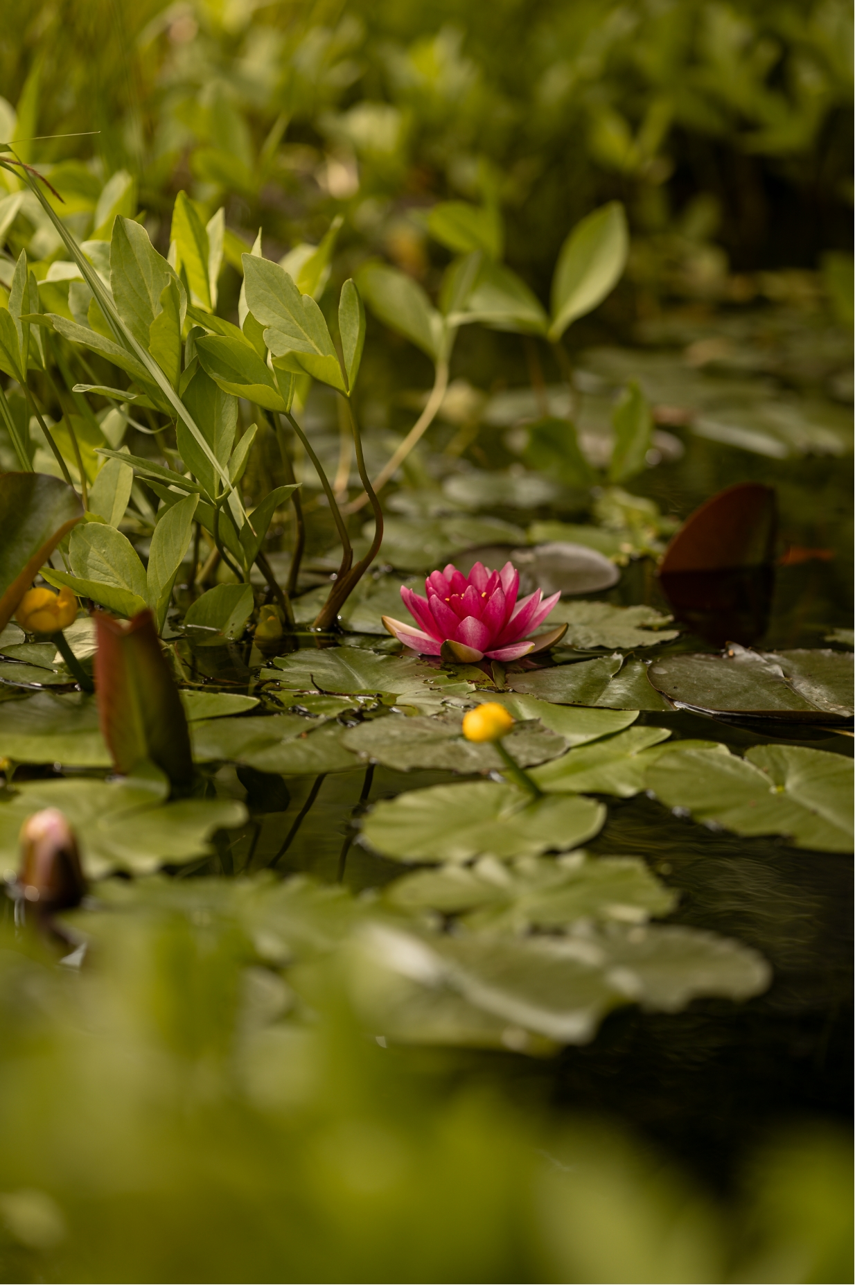 Seerose im Naturteich des Stroblhof in Eppan – naturnahes Urlaubserlebnis
