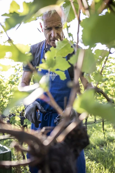 Wein mit Herkunft
