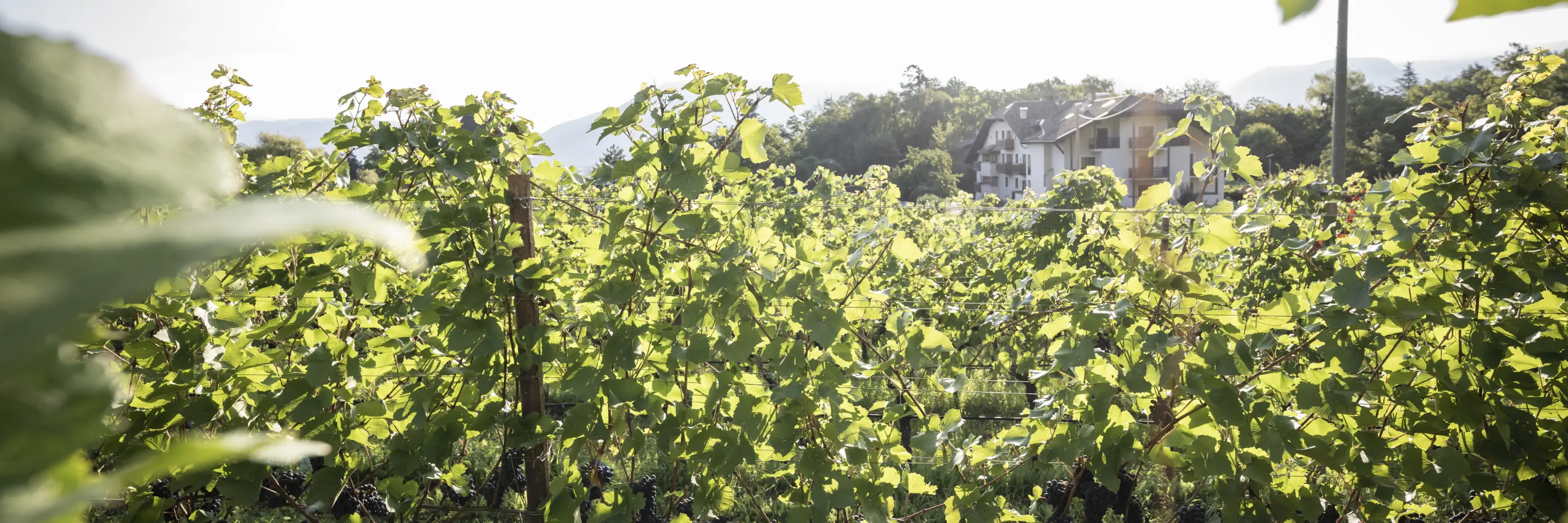 { image.0.alternative}